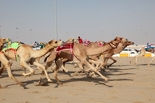 Верблюжі перегони. Абу-Дабі